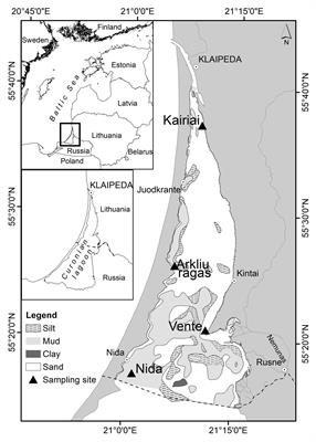 Denitrification, Nitrogen Uptake, and Organic Matter Quality Undergo Different Seasonality in Sandy and Muddy Sediments of a Turbid Estuary